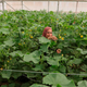 A Palestinian farmer on the West Bank in June 2020.